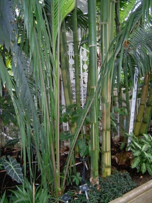 Royal Botanic Gardens,  Londýn - Kew, 2005