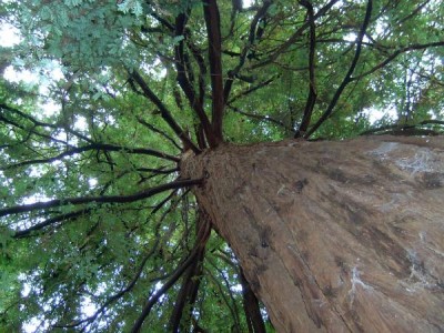 Sekvoje vždyzelená - Sequoia sempervirens Royal Botanic Gardens, Londýn - Kew