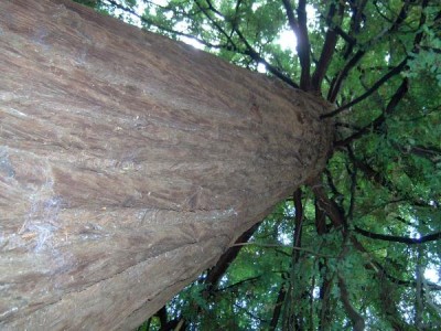  Sekvoje vždyzelená - Sequoia sempervirens Royal Botanic Gardens, Londýn - Kew
