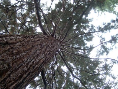  Sekvojovec - Sequiadendron  Royal Botanic Gardens, Londýn - Kew