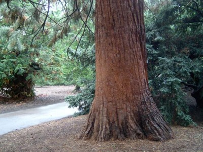 Sekvojovec - Sequiadendron  Royal Botanic Gardens, Londýn - Kew