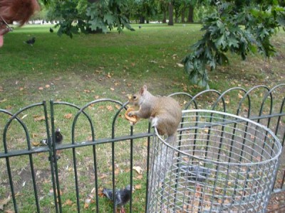  St James´Park (Green Park) Duck Island Londýn 2005