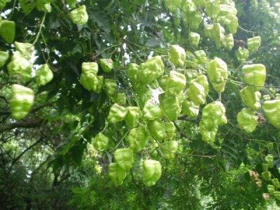 Svitel - Koelreuteria St James´Park (Green Park) Londýn 2005