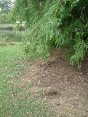 Tisovec - Taxodium  St James´Park (Green Park), Londýn 2005