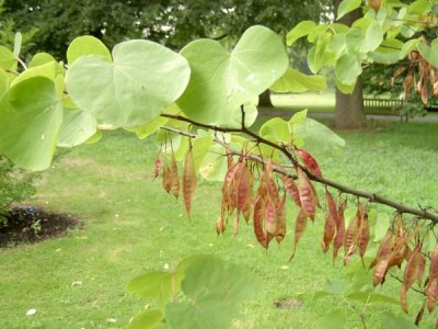 Zmarlika - Cercis  Royal Botanic Gardens, Londýn - Kew