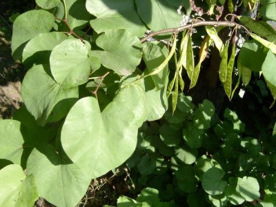 Zmarlika - Cercis  Royal Botanic Gardens, Londýn - Kew