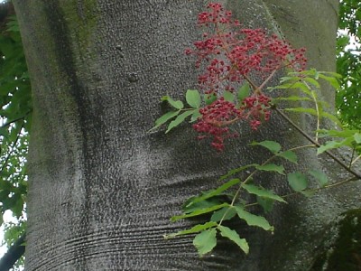 St James´Park (Green Park) Londýn 2005