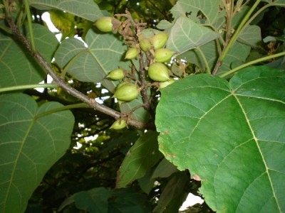 St James´Park (Green Park) Londýn 2005