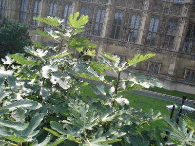  Fíkovník smokvoň - Ficus carica Houses of Parliament, Londýn 2005