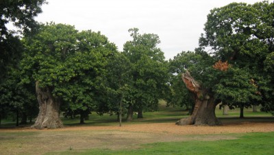 <p> </p> <p><em> </em></p> <p><em><em>Kaštanovník jedlý - Castanea sativa, dvojice nejstarších stromů v Greenwich Park, Londýn 2011</em></em></p> <p> </p>