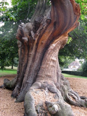 <p><em></em></p> <p><em><em><em><em>Castanea sativa, Greenwich Park, Londýn 2011</em></em></em></em></p> <hr>