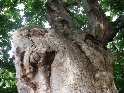 <p><em></em></p> <p><em><em><em>Castanea sativa, Greenwich Park, Londýn 2011</em></em></em></p>