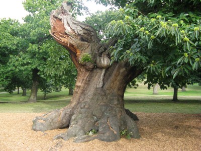 <p><em></em></p> <em><em><em><em>Castanea sativa, Greenwich Park, Londýn 2011</em></em></em></em>