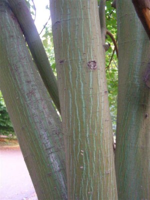 Acer davidii, Jardin Botanique de Lyon, 2007