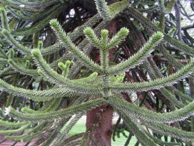 Araucaria araucana, Jardin Botanique de Lyon, 2007
