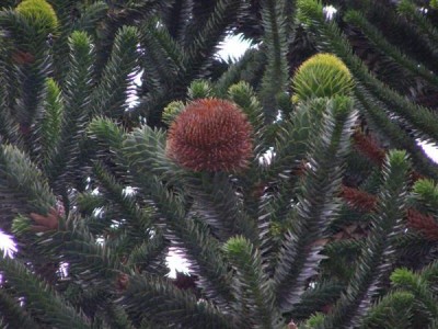 Araucaria araucana, Jardin Botanique de Lyon, 2007
