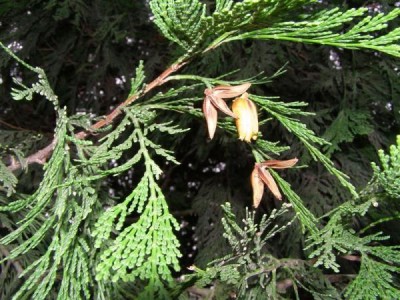 Calocedrus decurrens, Jardin Botanique de Lyon, 2007