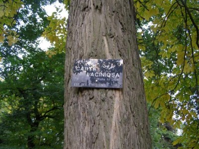 Carya laciniosa, Jardin Botanique de Lyon, 2007