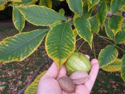 Carya laciniosa, Jardin Botanique de Lyon, 2007