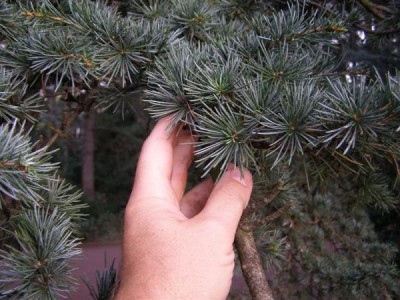 Cedrus ....., Jardin Botanique de Lyon, 2007