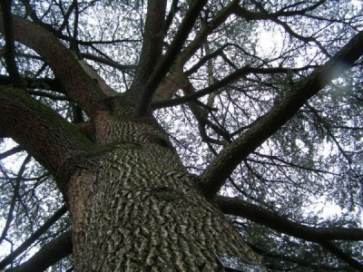 Cedrus libani, Jardin Botanique de Lyon, 2007