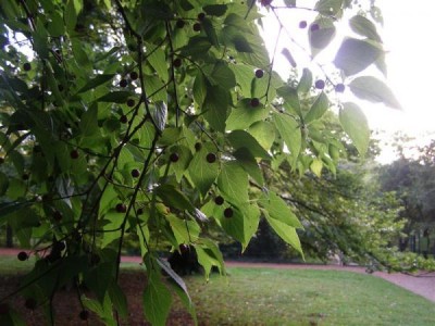 Celtis occidentalis, Jardin Botanique de Lyon, 2007