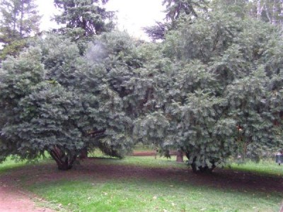 Cephalotaxus fortunei, Jardin Botanique de Lyon, 2007