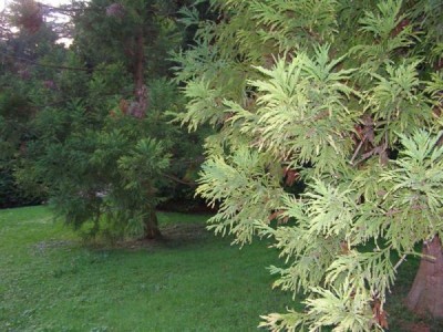 Cryptomeria japonica, Jardin Botanique de Lyon, 2007