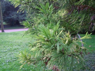 Cryptomeria japonica, Jardin Botanique de Lyon, 2007