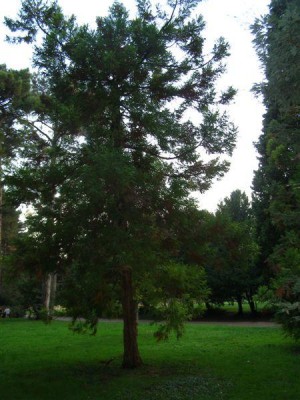 Cryptomeria japonica, Jardin Botanique de Lyon, 2007