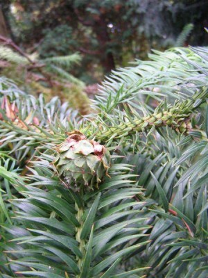 Cunninghamia lanceolata, Jardin Botanique de Lyon, 2007
