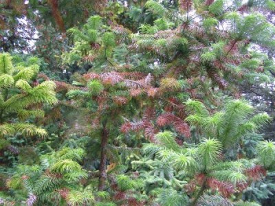 Cunninghamia lanceolata, Jardin Botanique de Lyon, 2007