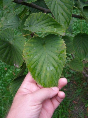 Davidia involucrata - Vilmoriniana, Jardin Botanique de Lyon, 2007