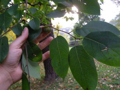 Diospyros virginiana, Jardin Botanique de Lyon, 2007