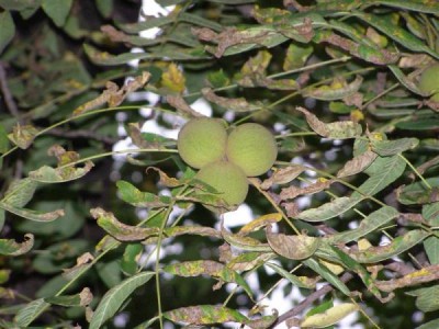 Juglans nigra, Jardin Botanique de Lyon, 2007