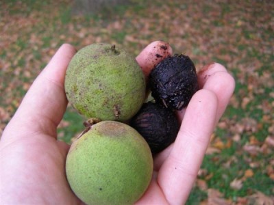 Juglans nigra, Jardin Botanique de Lyon, 2007