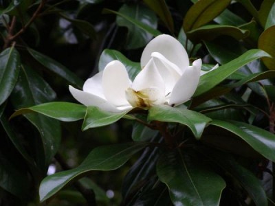 Magnolia gradniflora,Jardin Botanique de Lyon, 2007