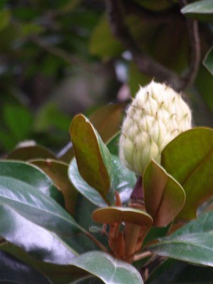 Magnolia gradniflora,Jardin Botanique de Lyon, 2007