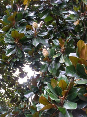 Magnolia gradniflora,Jardin Botanique de Lyon, 2007