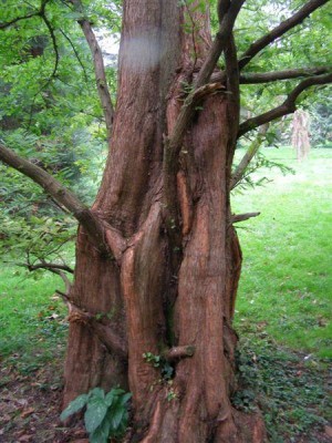Metasequoia glyptostroboides, Jardin Botanique de Lyon, 2007