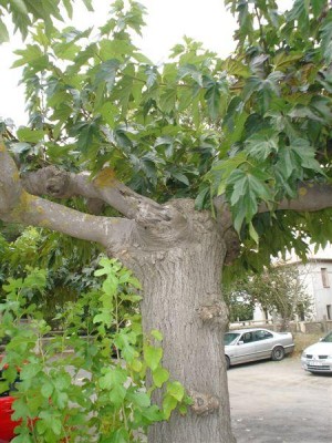 Morus ......,Le Grande Motte, 2007