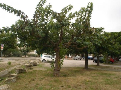 Morus ......,Le Grande Motte, 2007