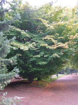 Parrotia persica, Jardin Botanique de Lyon, 2007