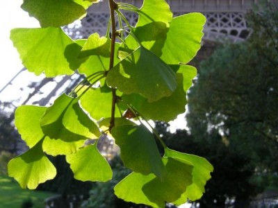 Paříž - Ginkgo biloba