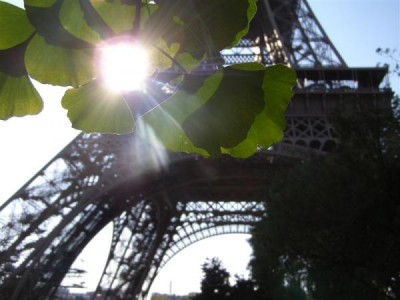 Paříž - Ginkgo biloba