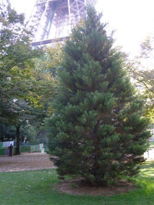 Paříž - Sequoiadendron giganteum