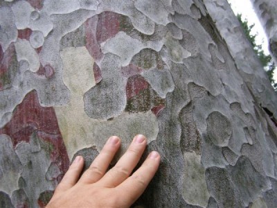 Pinus bungeana, Jardin Botanique de Lyon, 2007