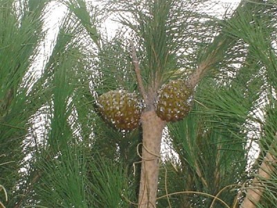 Pinus pinea, Le Grande Motte, 2007