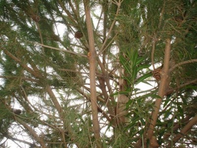 Pinus pinea, Le Grande Motte, 2007