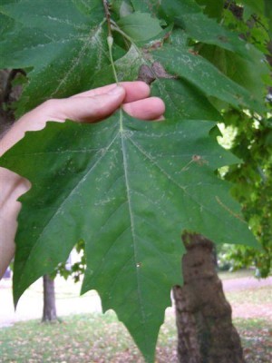 Platanus acerifolia, Jardin Botanique de Lyon, 2007